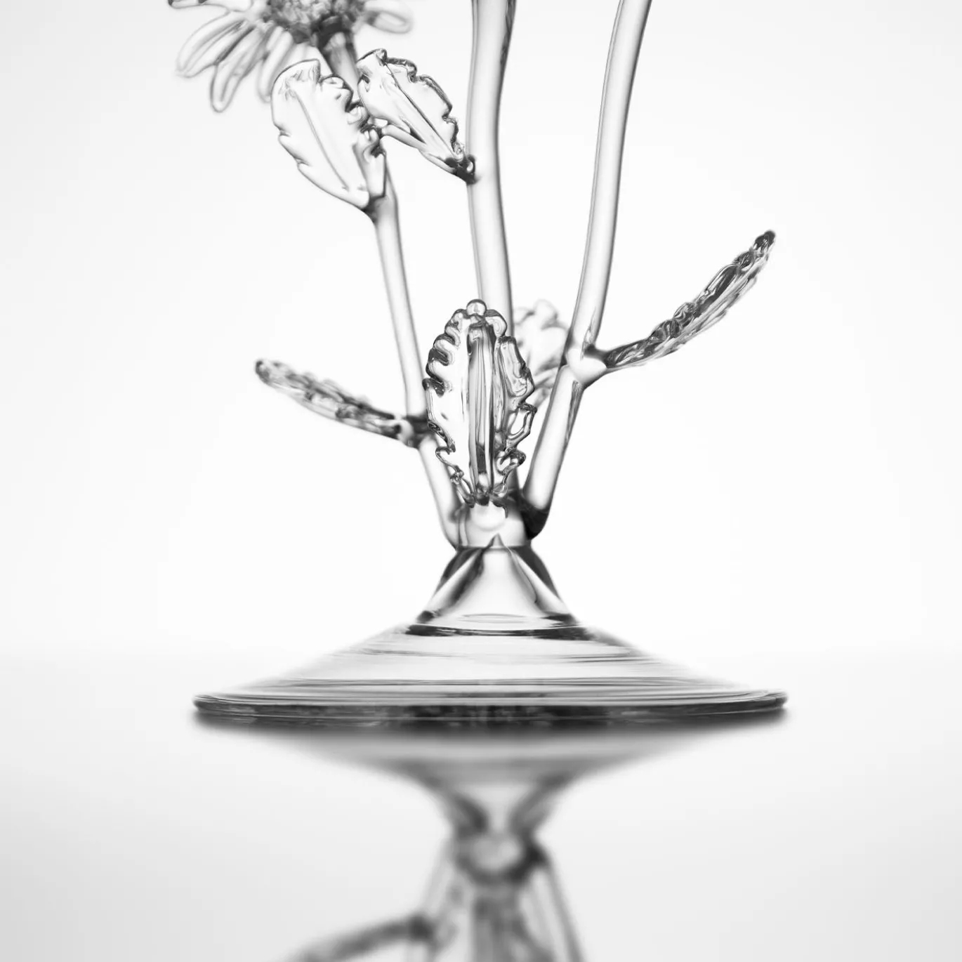 Bicchiere da cocktail Chrysanthemum Leucanthemum