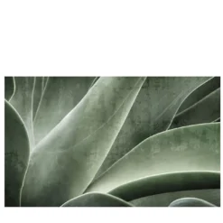 Carta da parati Aloe