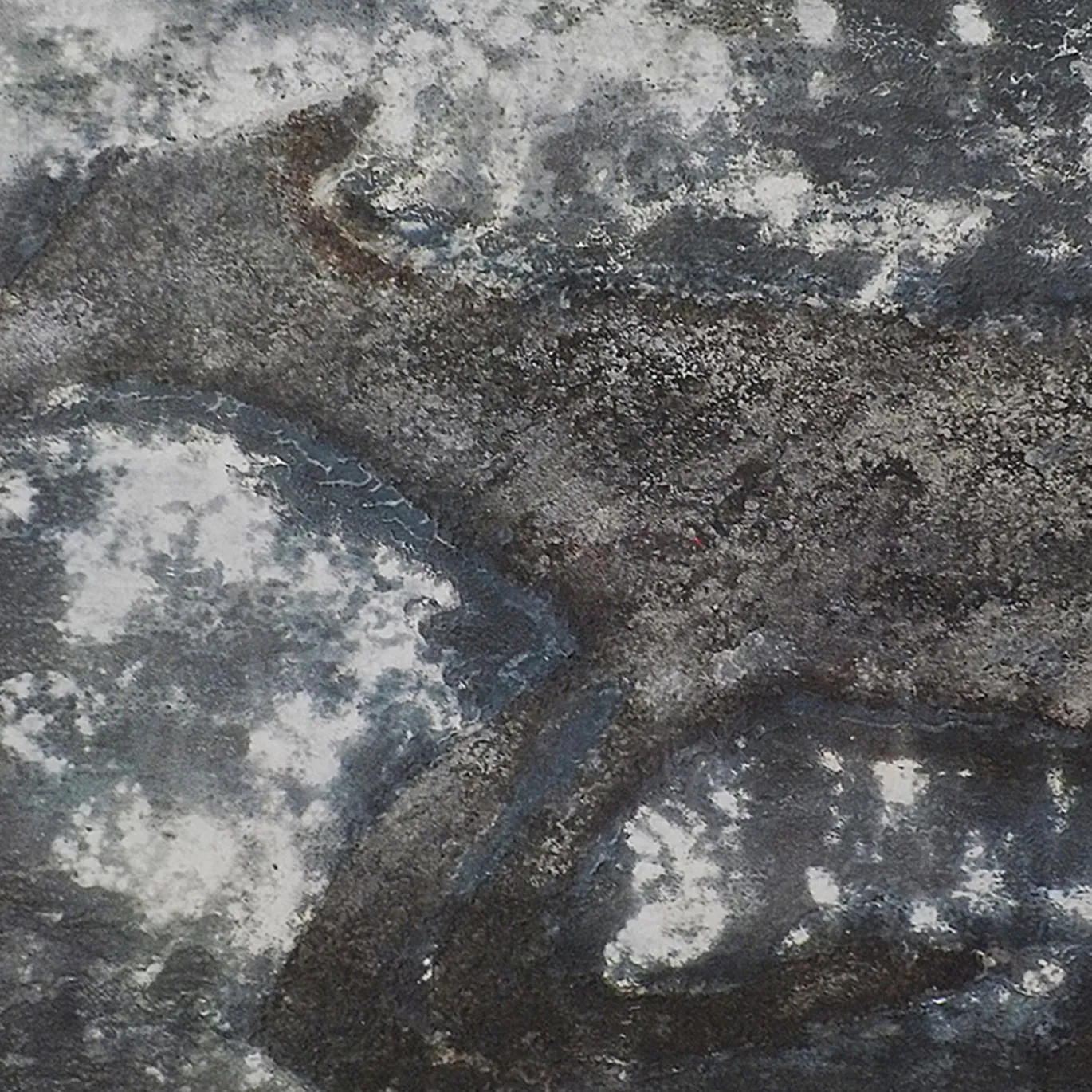 Dipinto Animale