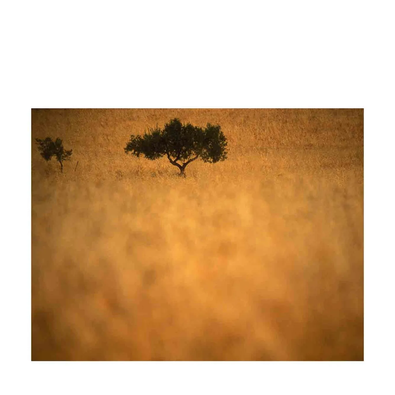 Giallo Sicilia Fotografia