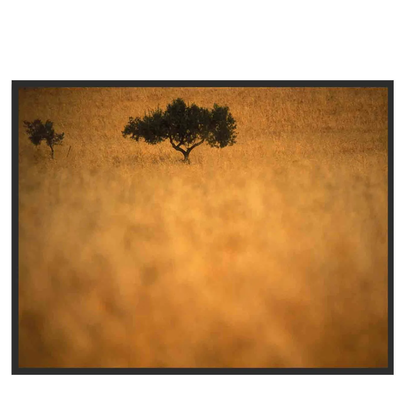Giallo Sicilia Fotografia