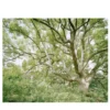 L'ora verde SIM_VPL_17 Fotografia
