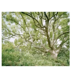 L'ora verde SIM_VPL_17 Fotografia