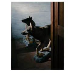 Lupi della Val d'Agri Stampa fotografica