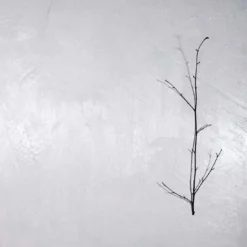 Naturalia et Mirabilia Barcellona Pittura