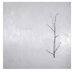 Naturalia et Mirabilia Barcellona Pittura