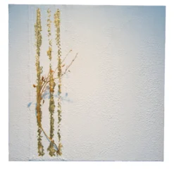 Naturalia 1.3 Opera d'arte