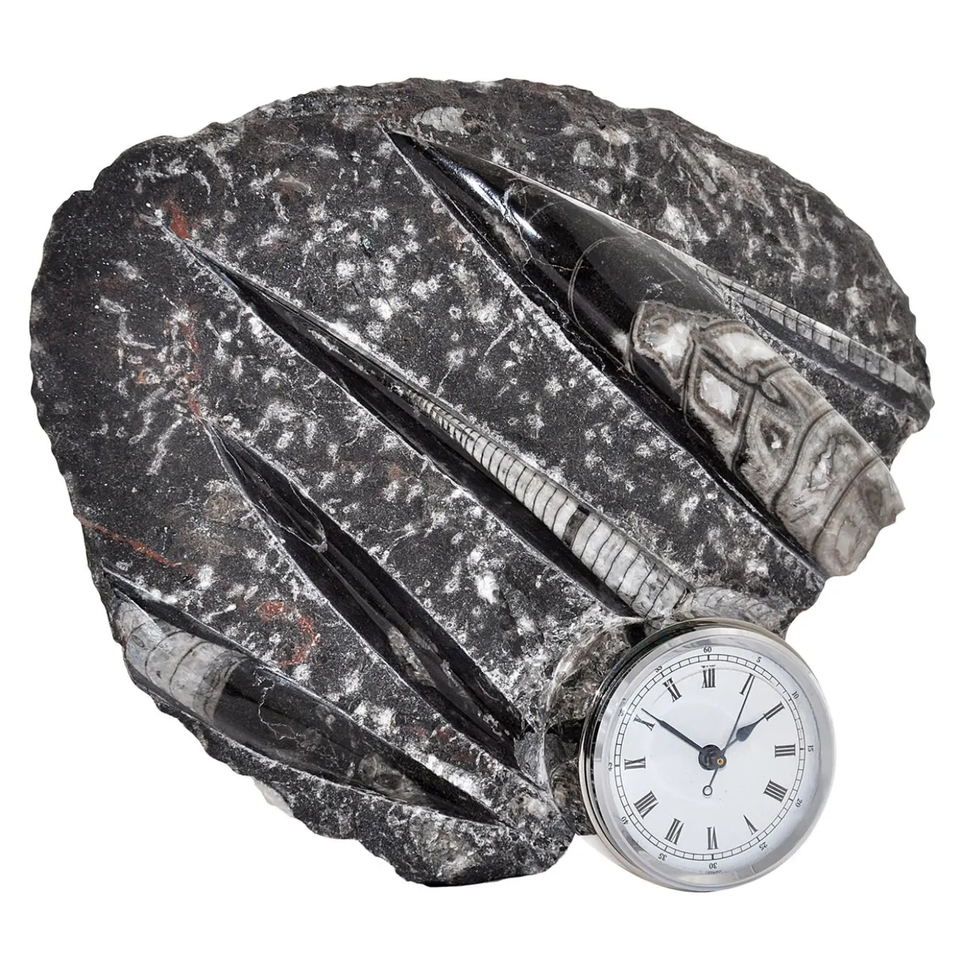 Orologio scultura Nautilo di Nino Basso