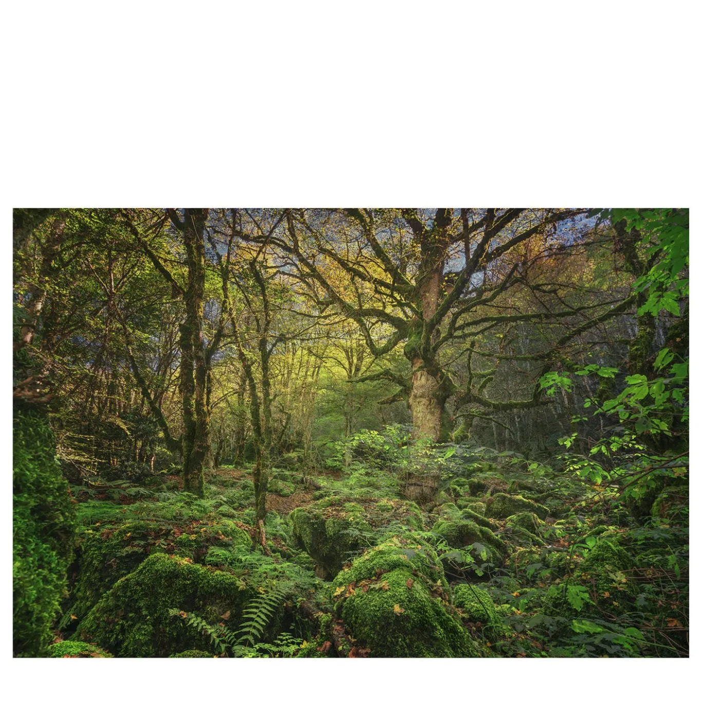Patriarca della foresta Stampa fotografica
