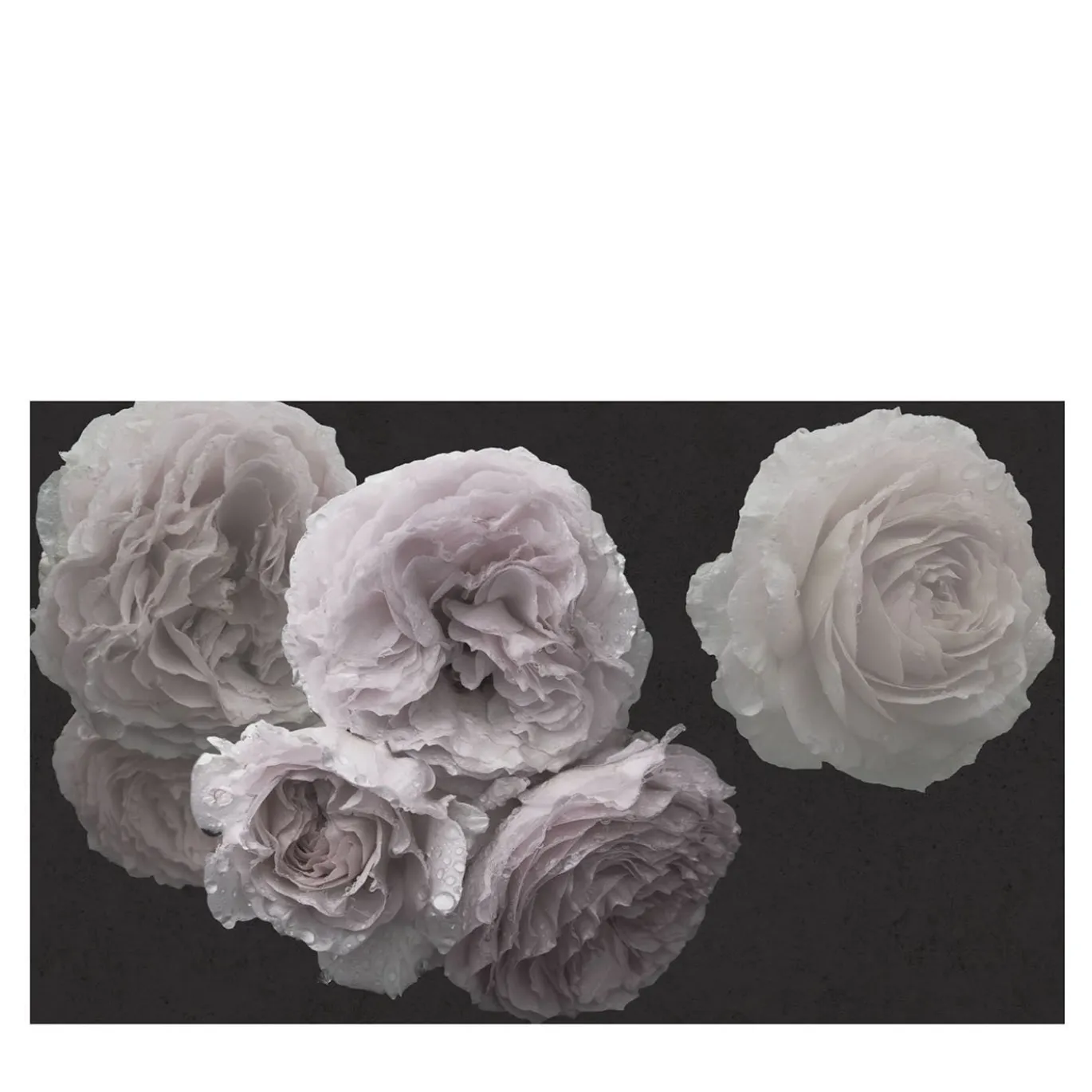 Roses Nature Carta da parati