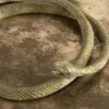 Scatola Piccola Serpens