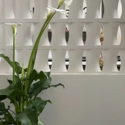 Set di 15 Blocchi Brasilia in Gesso Bianco