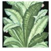 Set di 4 piastrelle Jungle Black Collezione Verde Verticale