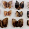 Stampa a Getto su Carta Moths and Butterflies di Chiara Lecca #5
