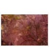 Stampa fotografica Albero al Tramonto