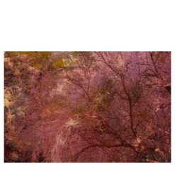 Stampa fotografica Albero al Tramonto
