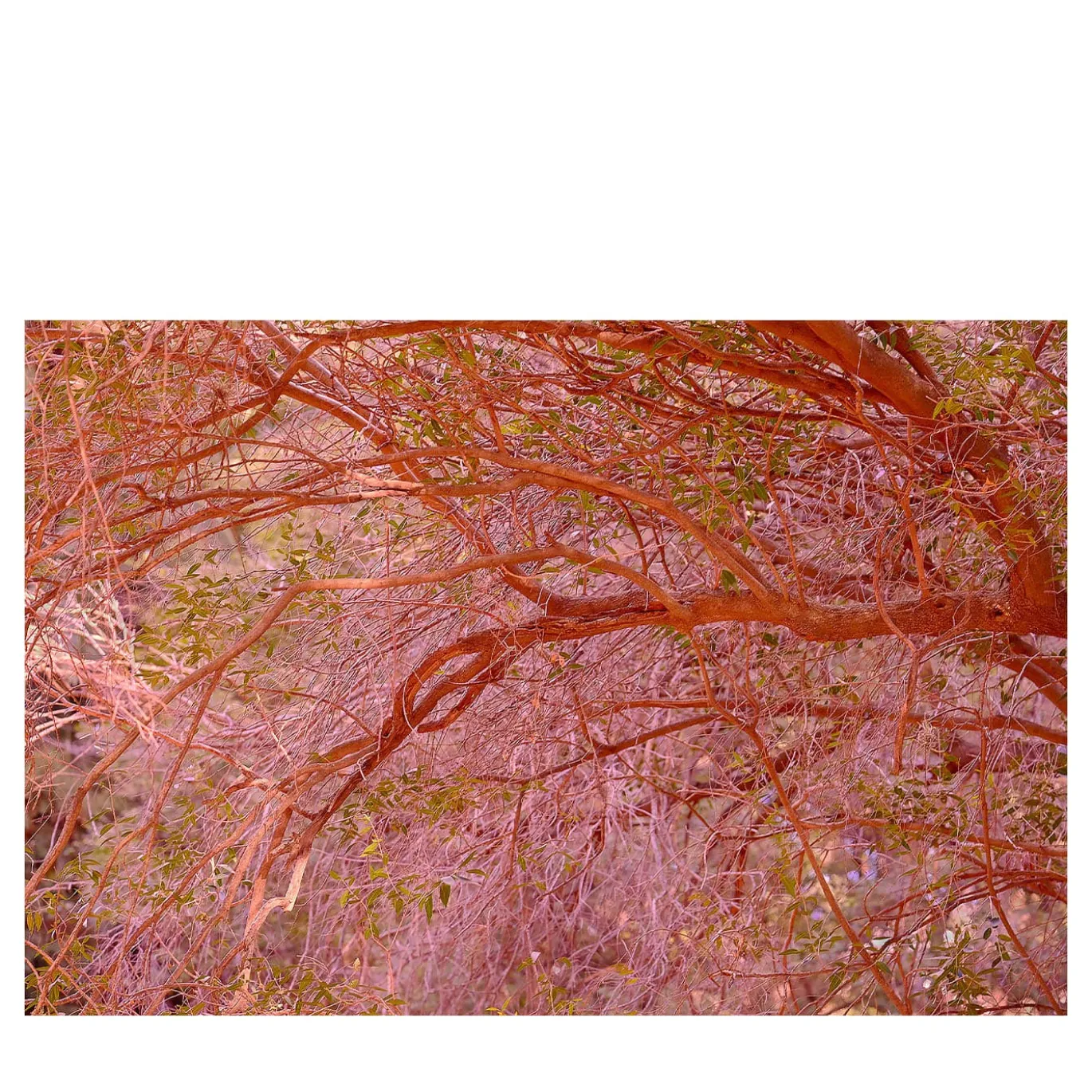 Stampa fotografica Corallo