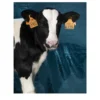 Stampa fotografica Moo