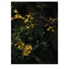 Stampa fotografica Orchidea Gialla N.1