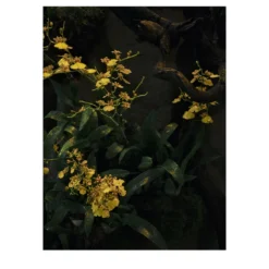 Stampa fotografica Orchidea Gialla N.1