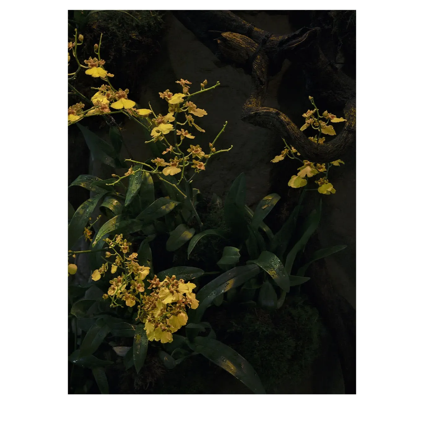 Stampa fotografica Orchidea Gialla N.1
