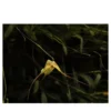 Stampa fotografica Orchidea Gialla Filiforme