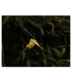 Stampa fotografica Orchidea Gialla Filiforme