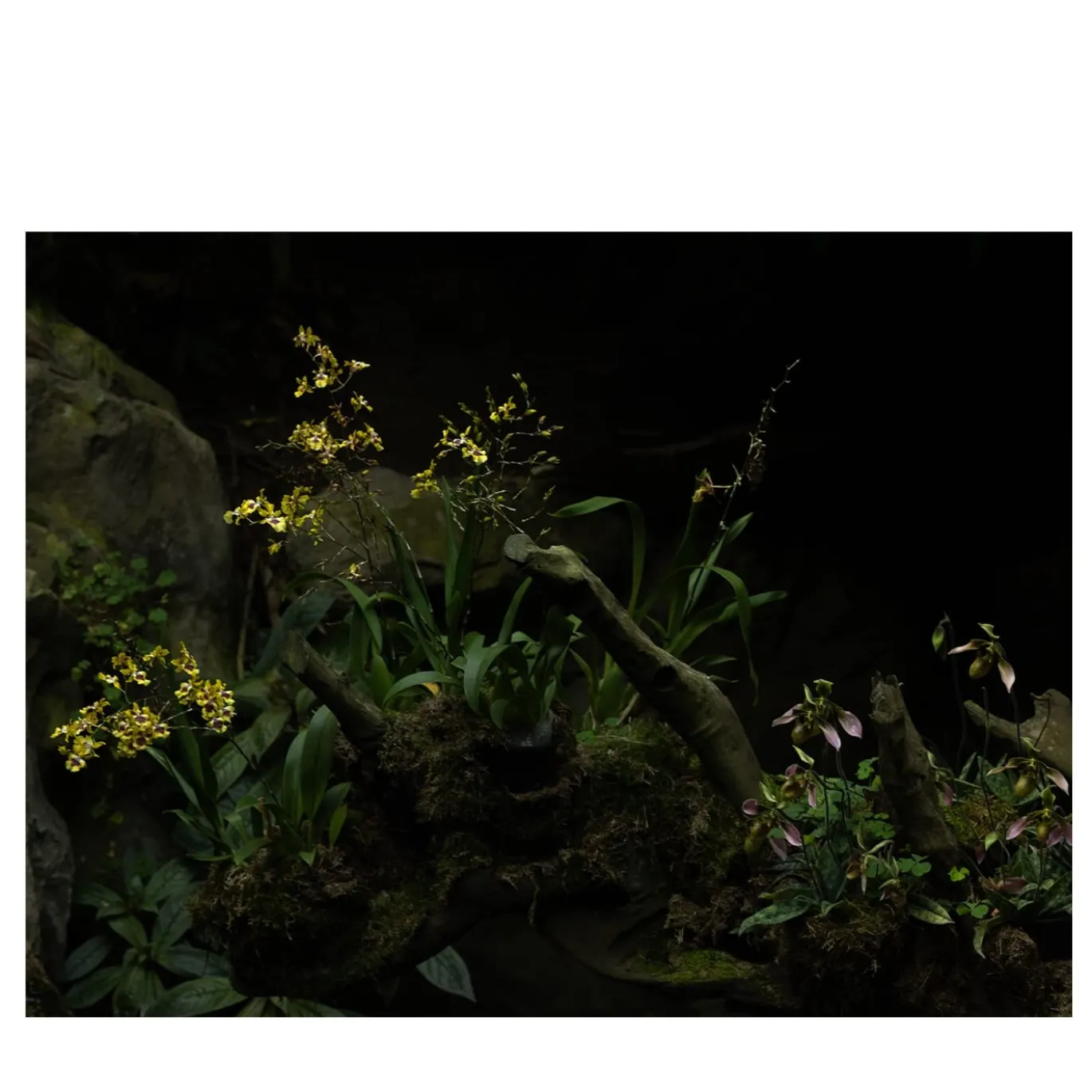 Stampa fotografica Piccolo Paesaggio Verde n.1