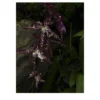 Stampa fotografica Tre Orchidee Viola