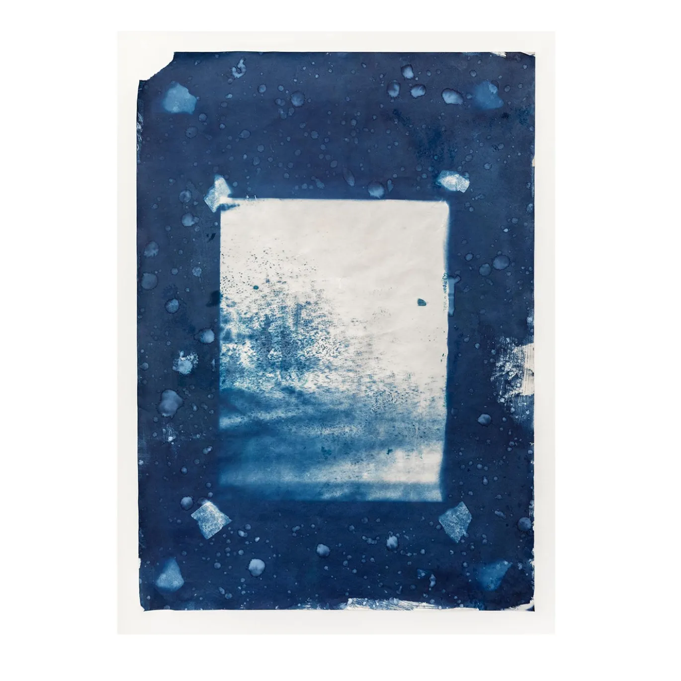 Winter Garden Cyanotype su carta